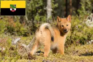 Read more about the article Finnenspitz Züchter und Welpen in Sachsen-Anhalt