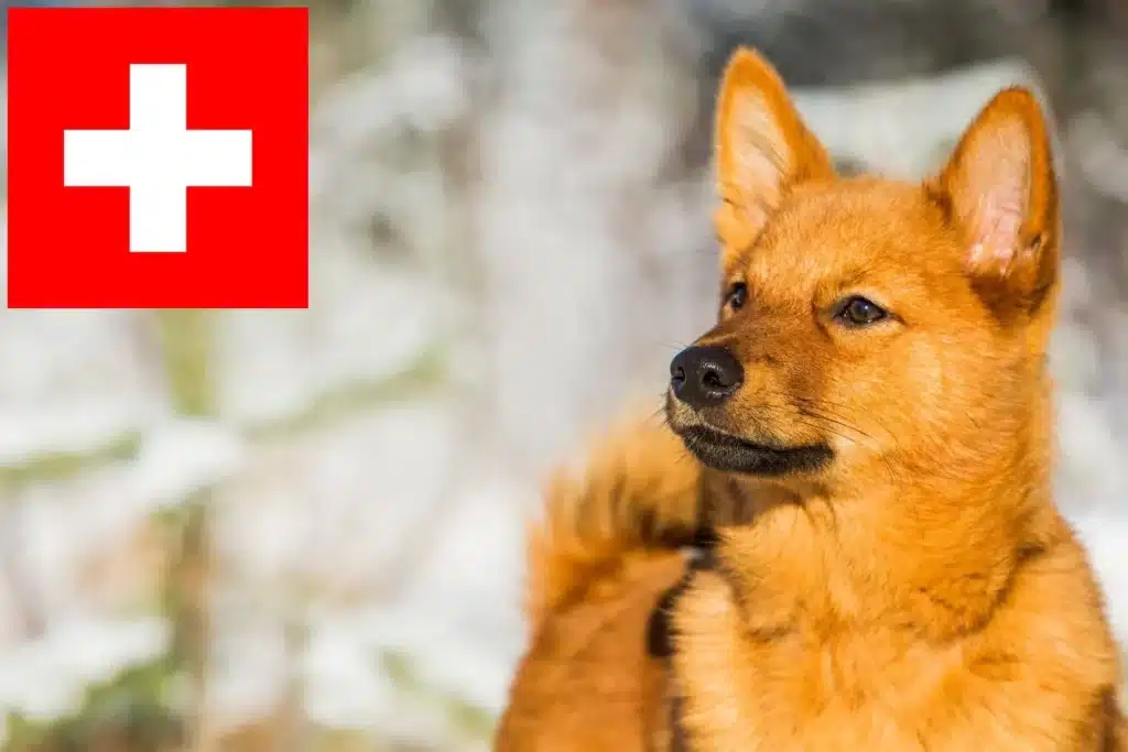 Finnenspitz Züchter mit Welpen Schweiz