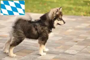 Read more about the article Finnischer Lapphund Züchter und Welpen in Bayern