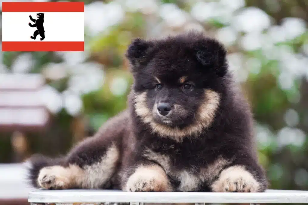 Finnischer Lapphund Züchter mit Welpen Berlin