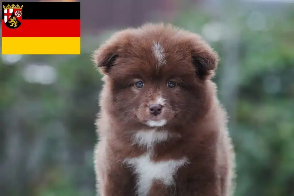 Finnischer Lapphund Züchter mit Welpen Rheinland-Pfalz