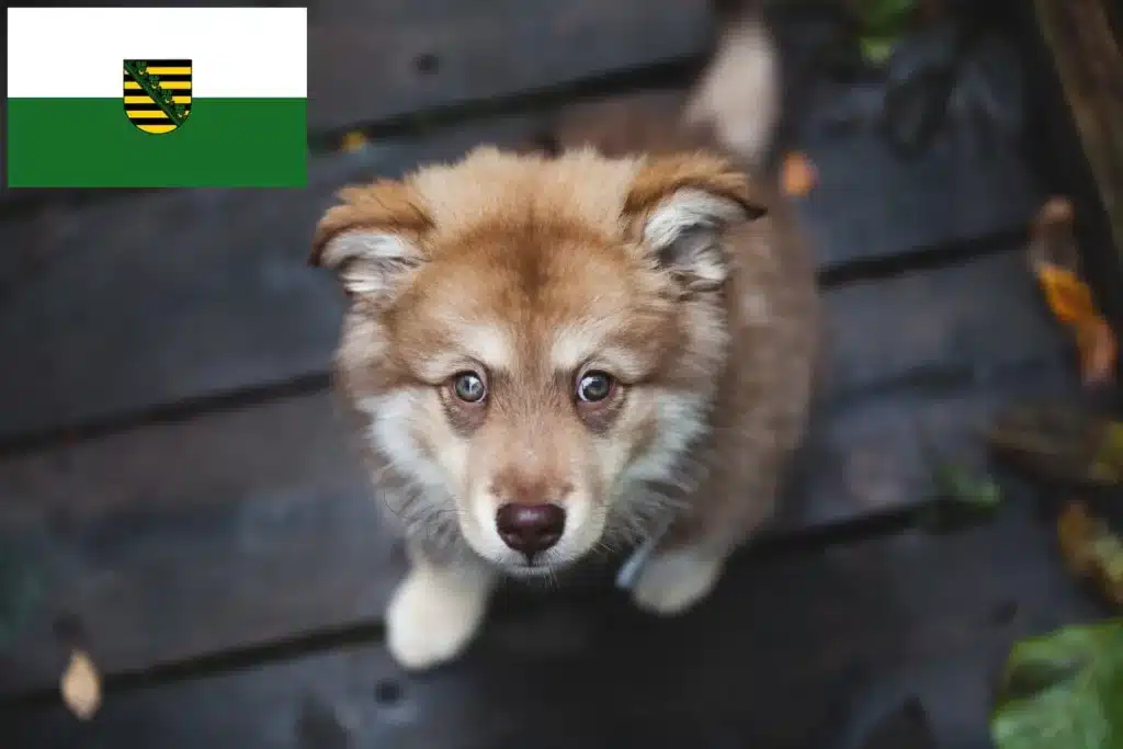 Finnischer Lapphund Züchter mit Welpen Sachsen