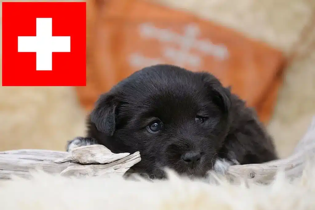 Finnischer Lapphund Züchter mit Welpen Schweiz