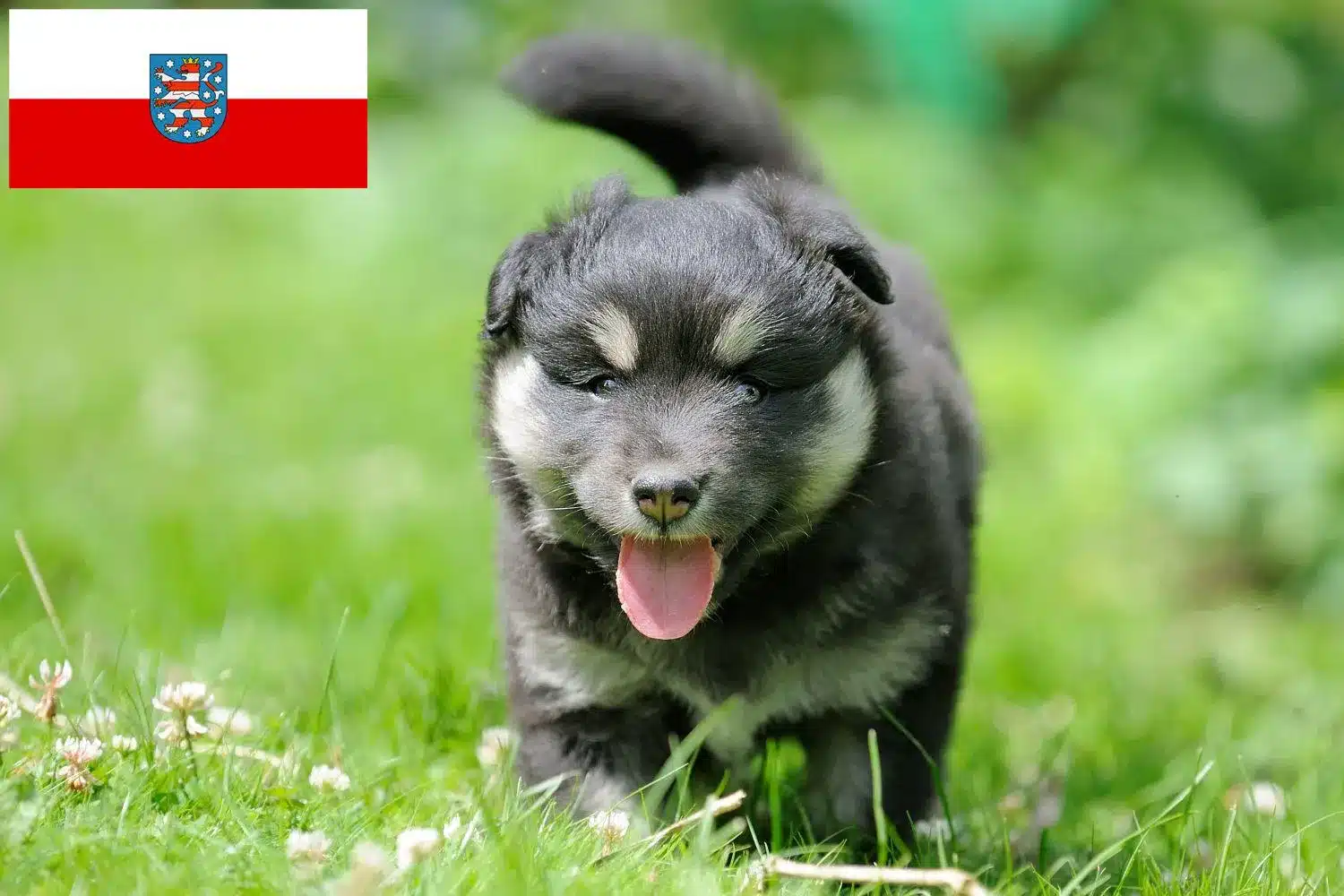 Finnischer Lapphund Züchter und Welpen in Thüringen - DogWeb.de