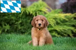 Read more about the article Goldendoodle Züchter und Welpen in Bayern
