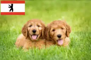 Read more about the article Goldendoodle Züchter und Welpen in Berlin