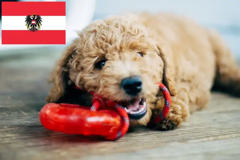 Goldendoodle Züchter mit Welpen Österreich