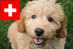 Mehr über den Artikel erfahren Goldendoodle Züchter und Welpen in der Schweiz