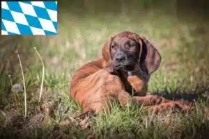 Read more about the article Hannoverscher Schweißhund Züchter und Welpen in Bayern