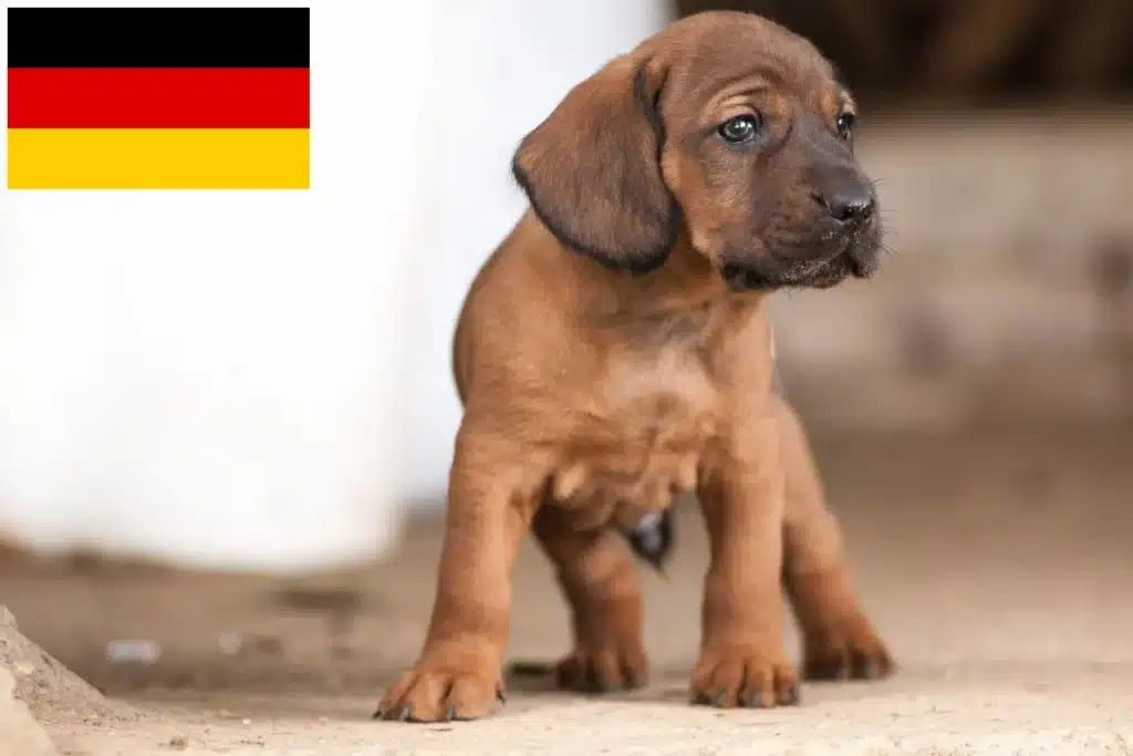 Hannoverscher Schweißhund Züchter mit Welpen Deutschland