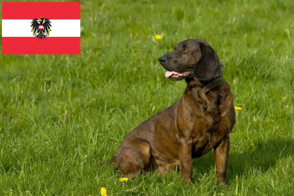 Hannoverscher Schweißhund Züchter mit Welpen Österreich