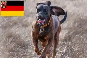 Read more about the article Hannoverscher Schweißhund Züchter und Welpen in Rheinland-Pfalz