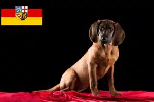 Read more about the article Hannoverscher Schweißhund Züchter und Welpen im Saarland