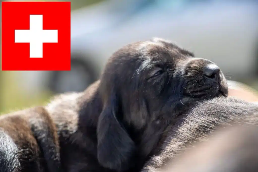 Hannoverscher Schweißhund Züchter mit Welpen Schweiz