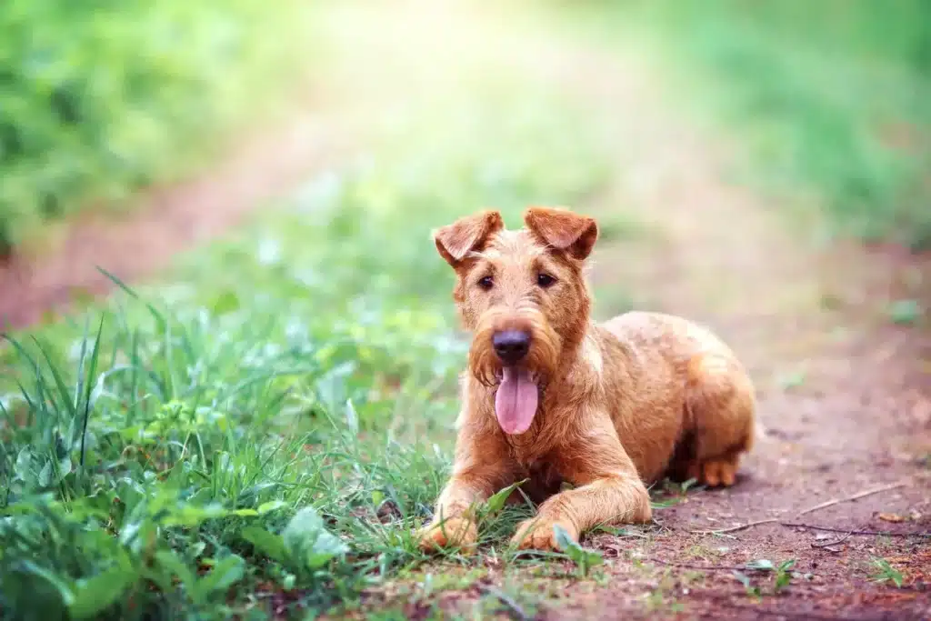 Irish Terrier Züchter mit Welpen Thüringen