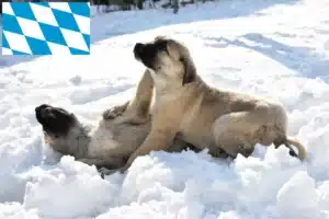 Read more about the article Kangal Züchter und Welpen in Bayern