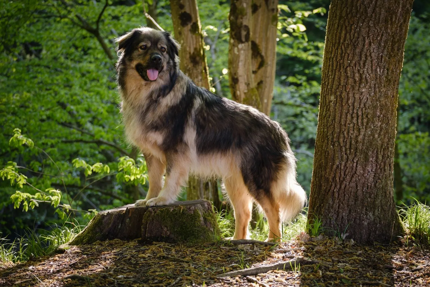 Karst-Schäferhund Züchter Karst-Schäferhund Züchter mit Welpen Schweiz