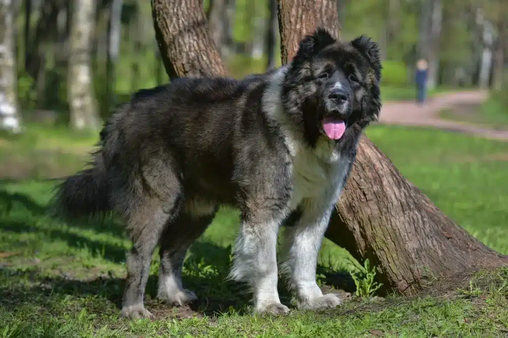 Kaukasischer Schäferhund Züchter mit Welpen Schweiz