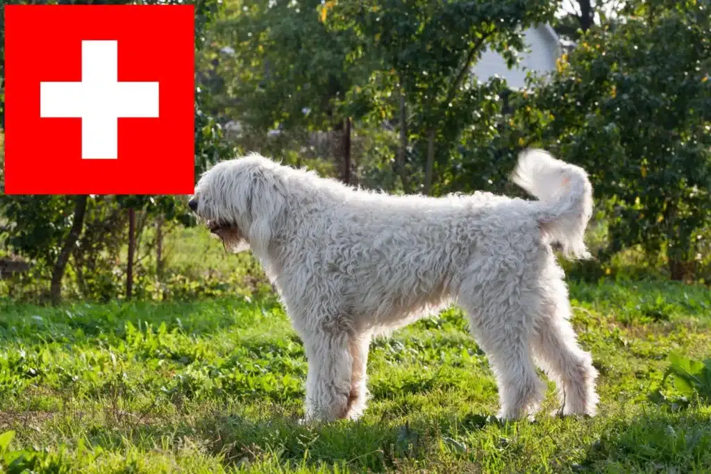 Komondor Züchter mit Welpen Schweiz