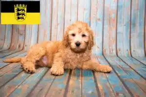Read more about the article Labradoodle Züchter und Welpen in Baden-Württemberg