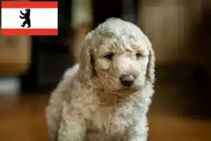 Read more about the article Labradoodle Züchter und Welpen in Berlin