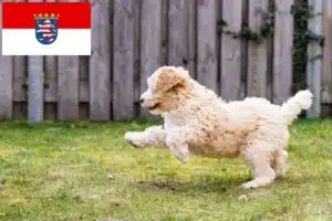 Read more about the article Labradoodle Züchter und Welpen in Hessen