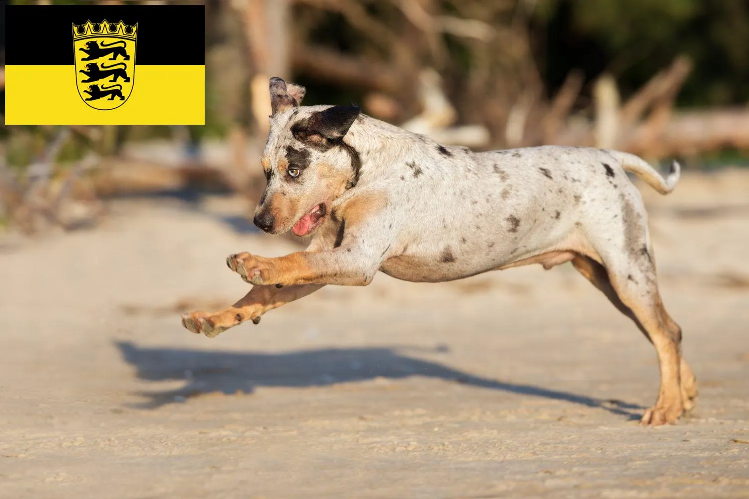 Read more about the article Louisiana Catahoula Leopard Dog Züchter und Welpen in Baden-Württemberg