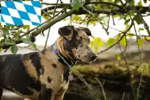 Read more about the article Louisiana Catahoula Leopard Dog Züchter und Welpen in Bayern