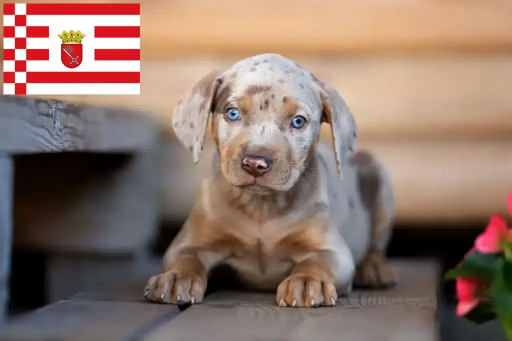 Louisiana Catahoula Leopard Dog Züchter mit Welpen Bremen