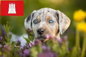 Read more about the article Louisiana Catahoula Leopard Dog Züchter und Welpen in Hamburg