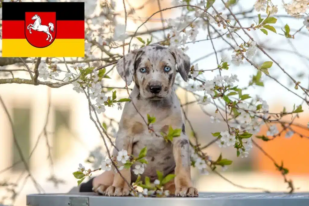 Louisiana Catahoula Leopard Dog Züchter mit Welpen Niedersachsen