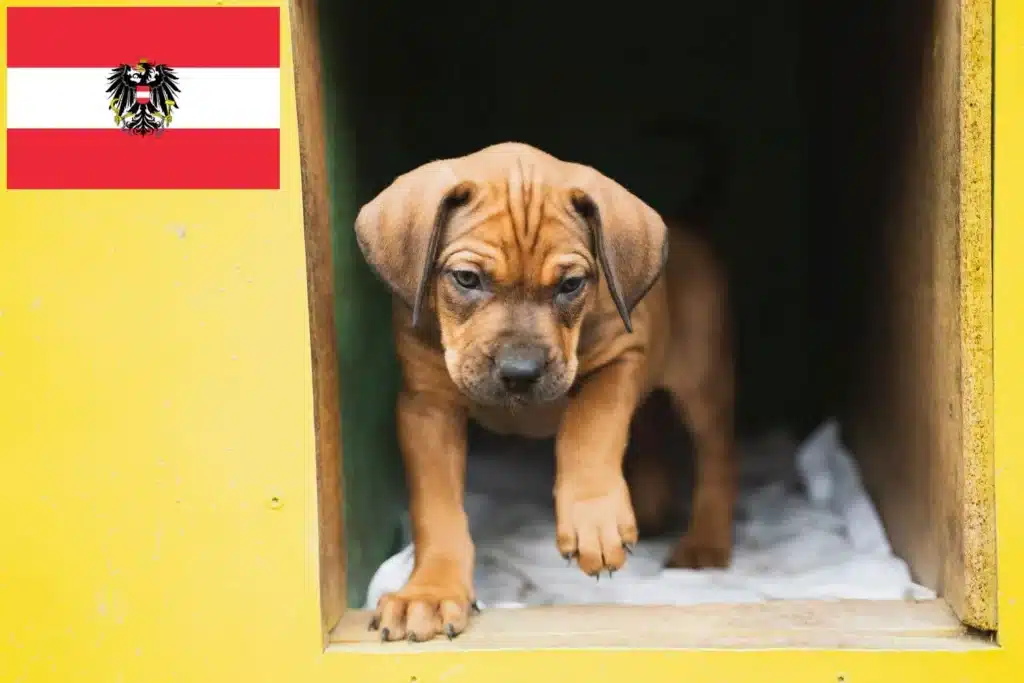 Louisiana Catahoula Leopard Dog Züchter mit Welpen Österreich