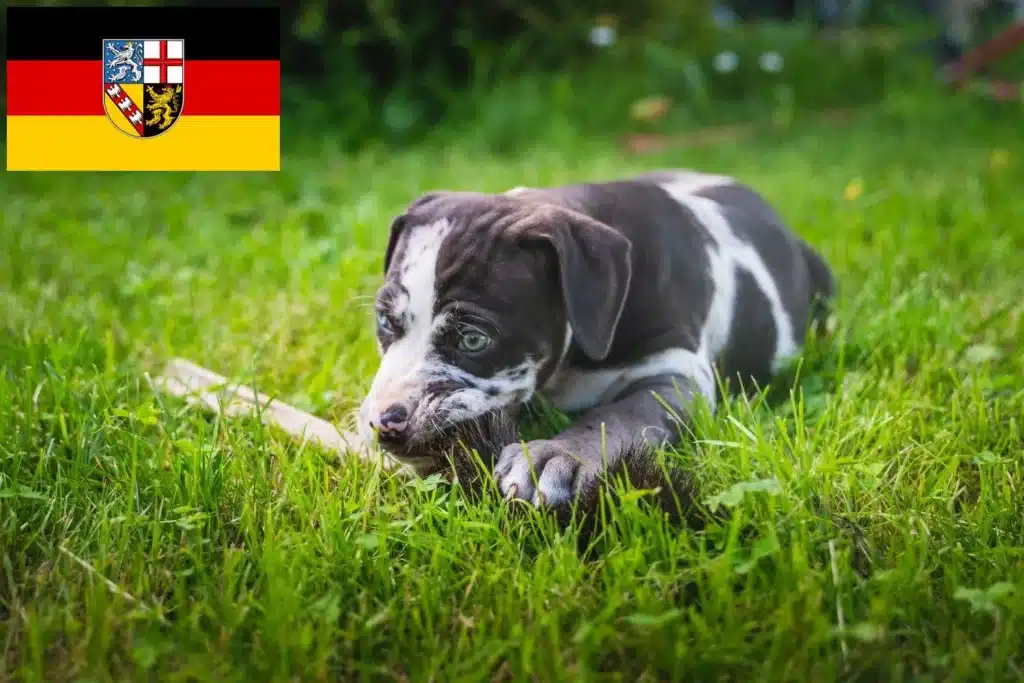 Louisiana Catahoula Leopard Dog Züchter mit Welpen Saarland
