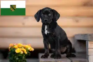 Read more about the article Louisiana Catahoula Leopard Dog Züchter und Welpen in Sachsen