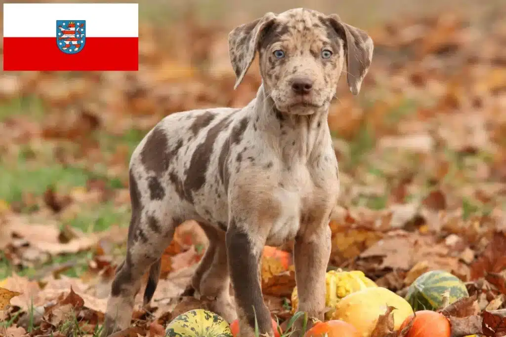 Louisiana Catahoula Leopard Dog Züchter mit Welpen Thüringen