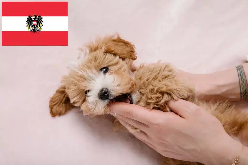 Maltipoo Züchter mit Welpen Österreich