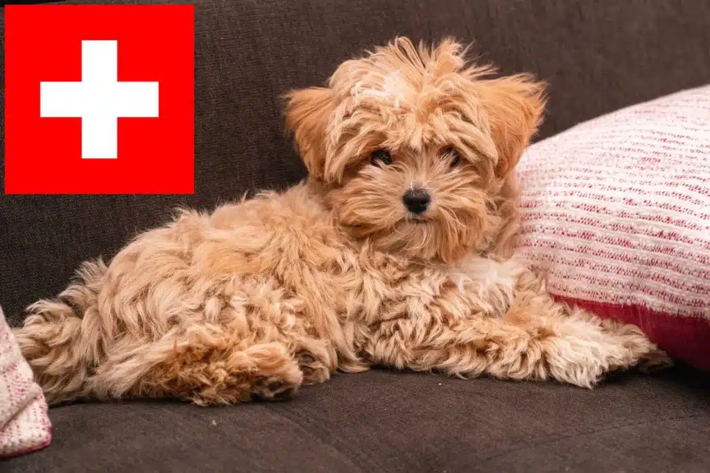 Maltipoo Züchter mit Welpen Schweiz