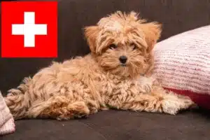 Read more about the article Maltipoo Züchter und Welpen in der Schweiz