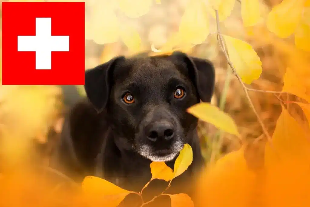Patterdale Terrier Züchter mit Welpen Schweiz