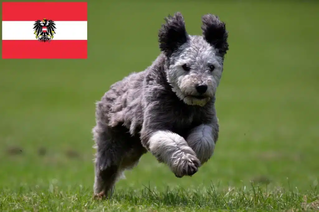 Pumi Züchter mit Welpen Österreich