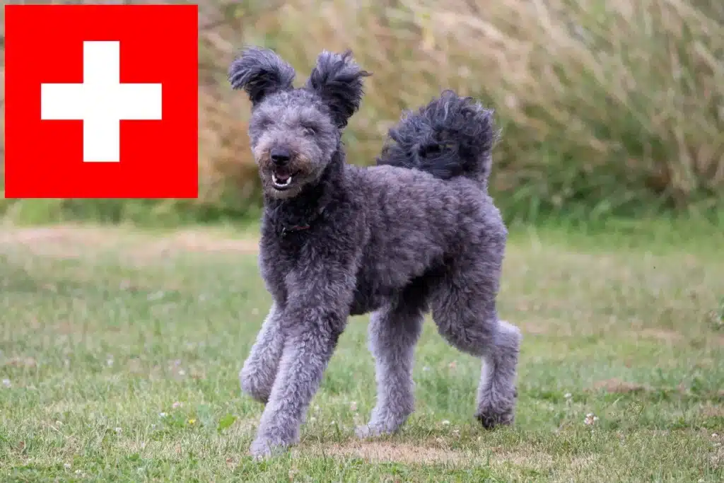 Pumi Züchter mit Welpen Schweiz