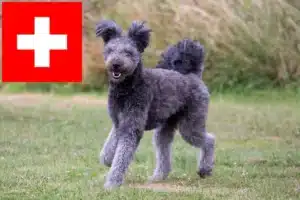 Mehr über den Artikel erfahren Pumi Züchter und Welpen in der Schweiz