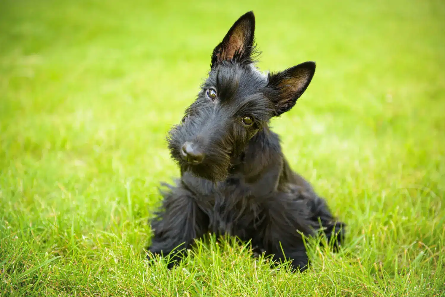 Scottish Terrier Informationen zur Rasse