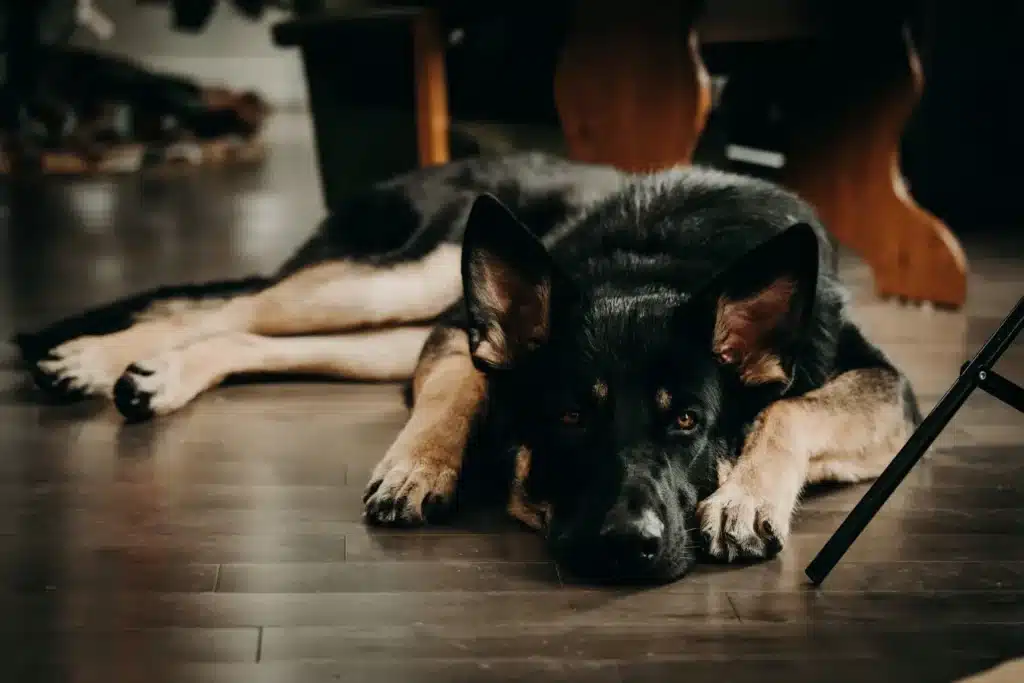 Shiloh Shepherd Züchter mit Welpen Nordrhein-Westfalen