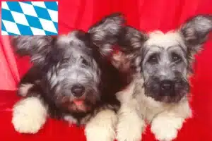 Read more about the article Skye Terrier Züchter und Welpen in Bayern
