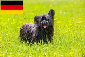 Read more about the article Skye Terrier Züchter und Welpen in Deutschland