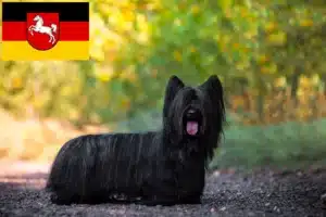 Read more about the article Skye Terrier Züchter und Welpen in Niedersachsen