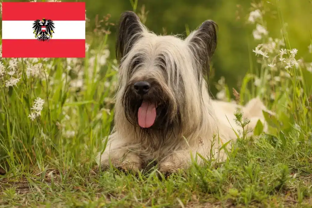 Skye Terrier Züchter mit Welpen Österreich