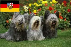 Read more about the article Skye Terrier Züchter und Welpen im Saarland