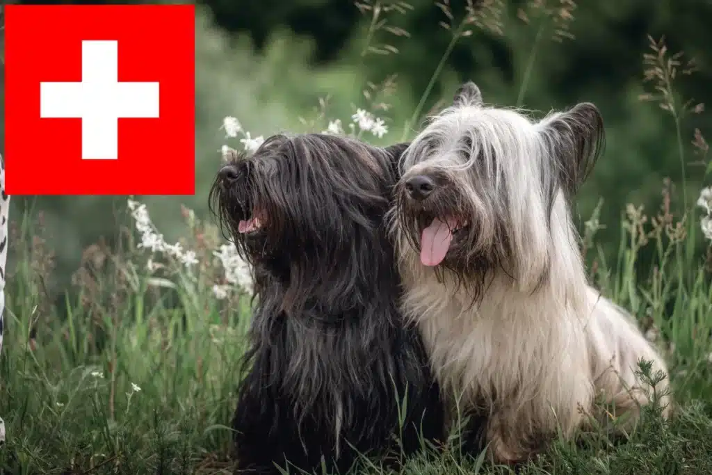Skye Terrier Züchter mit Welpen Schweiz